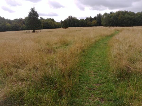 Wildflower meadow