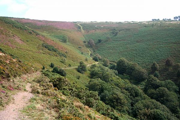 https://commons.wikimedia.org/wiki/File:Selworthy,_above_Lynch_Combe_-_geograph.org.uk_-_547651.jpg
