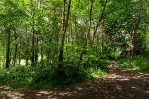  Woods  at North End ; Credit: Sally Lindsay