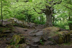 Corstorphine Hill - rocky ground , Credit: Crawford Lindsay