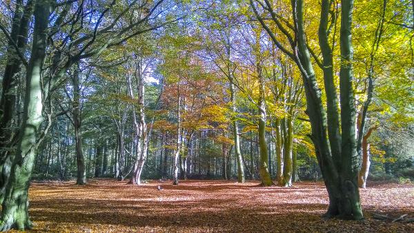 Boughton Brake in Autumn