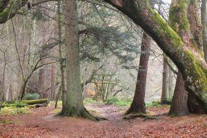 South Park Wood, south bank of River Tweed ; Credit: Jim Barton