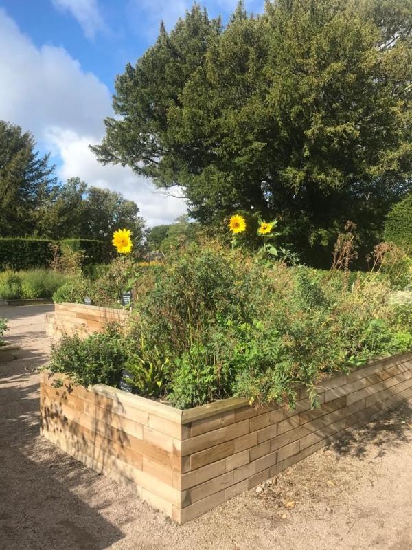 Community vegetable beds ; Credit: Les Dalgleish