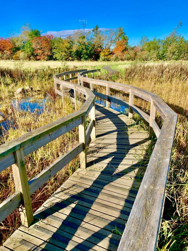 Boardwalk through the wetland area ; Credit: Walter Clark