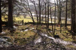 South Park Wood, southern edge above River Tweed ; Credit: Jim Barton