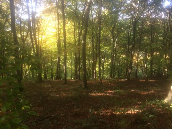 Wendover Woods