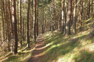 South Park Wood, path through southern wood ; Credit: Jim Barton