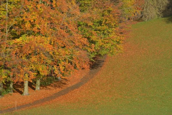 Brough Park