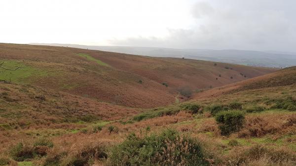 January vegetation