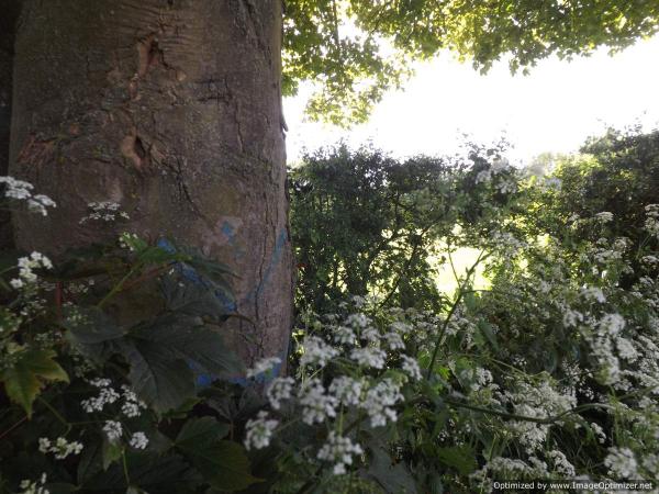 Control in the hedge