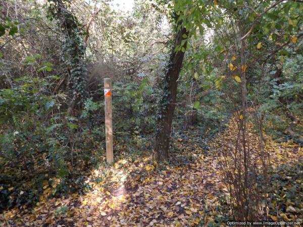Woodland Control