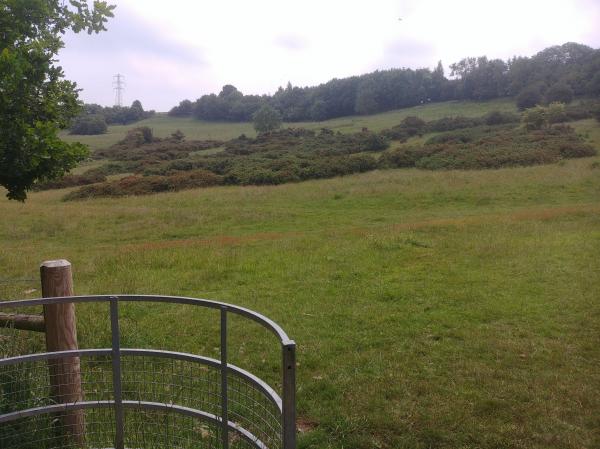 Hillside Gorse