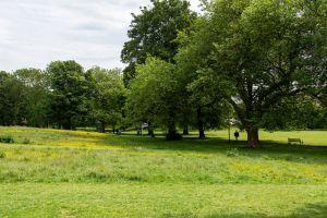 Grassy slope below Pilrig House ; Credit: Sally Lindsay