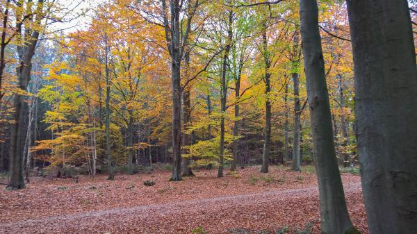Sherwood Pines Autumn
