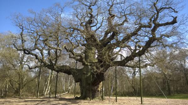 The Major Oak