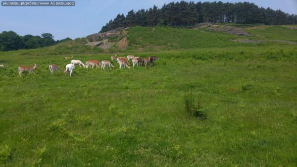 Deer and rocks near 137