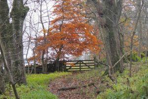 South Park Wood, gate SE ; Credit: Jim Barton