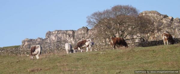 Long horned cattle