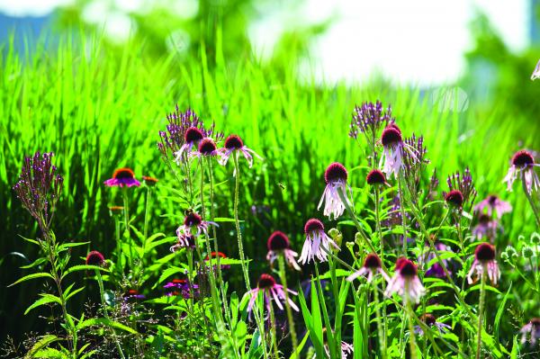 The park is full of colourful flowers and plants and busy gardens