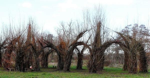 Willow Cathedral