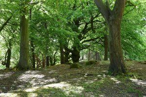 Corstorphine Hill - south end of the hill in summer , Credit: Crawford Lindsay