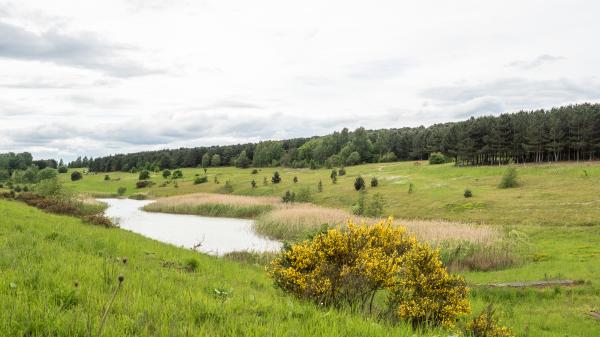 Ollerton Pit Wood