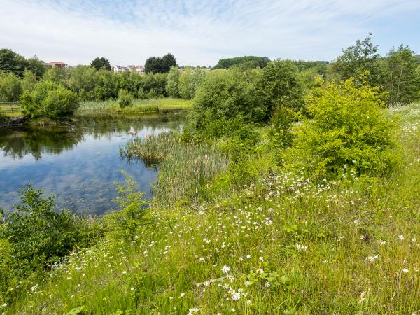 Gedling Country Park